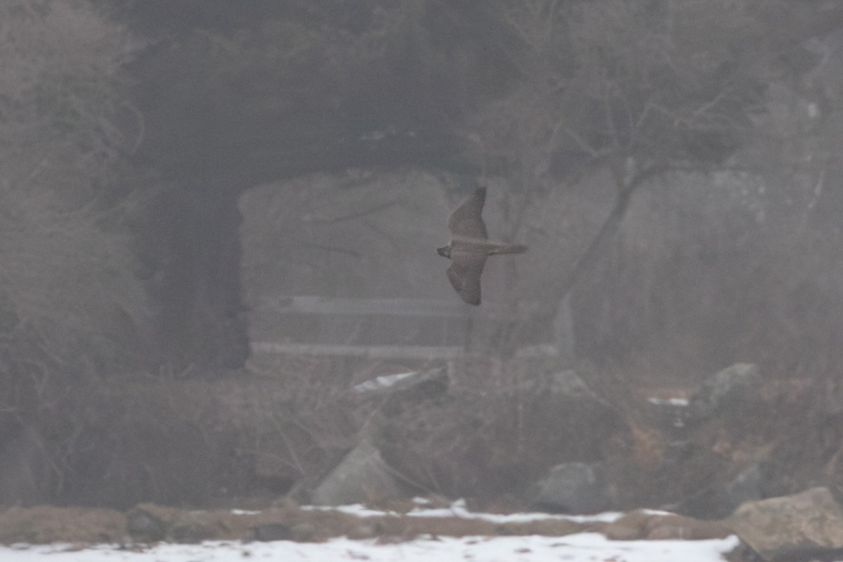 Gyrfalcon - ML641661641