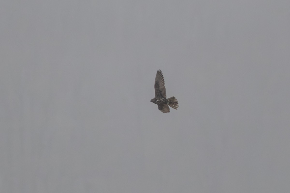 Gyrfalcon - ML641661642