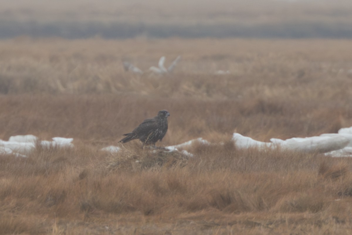 Gyrfalcon - ML641661644