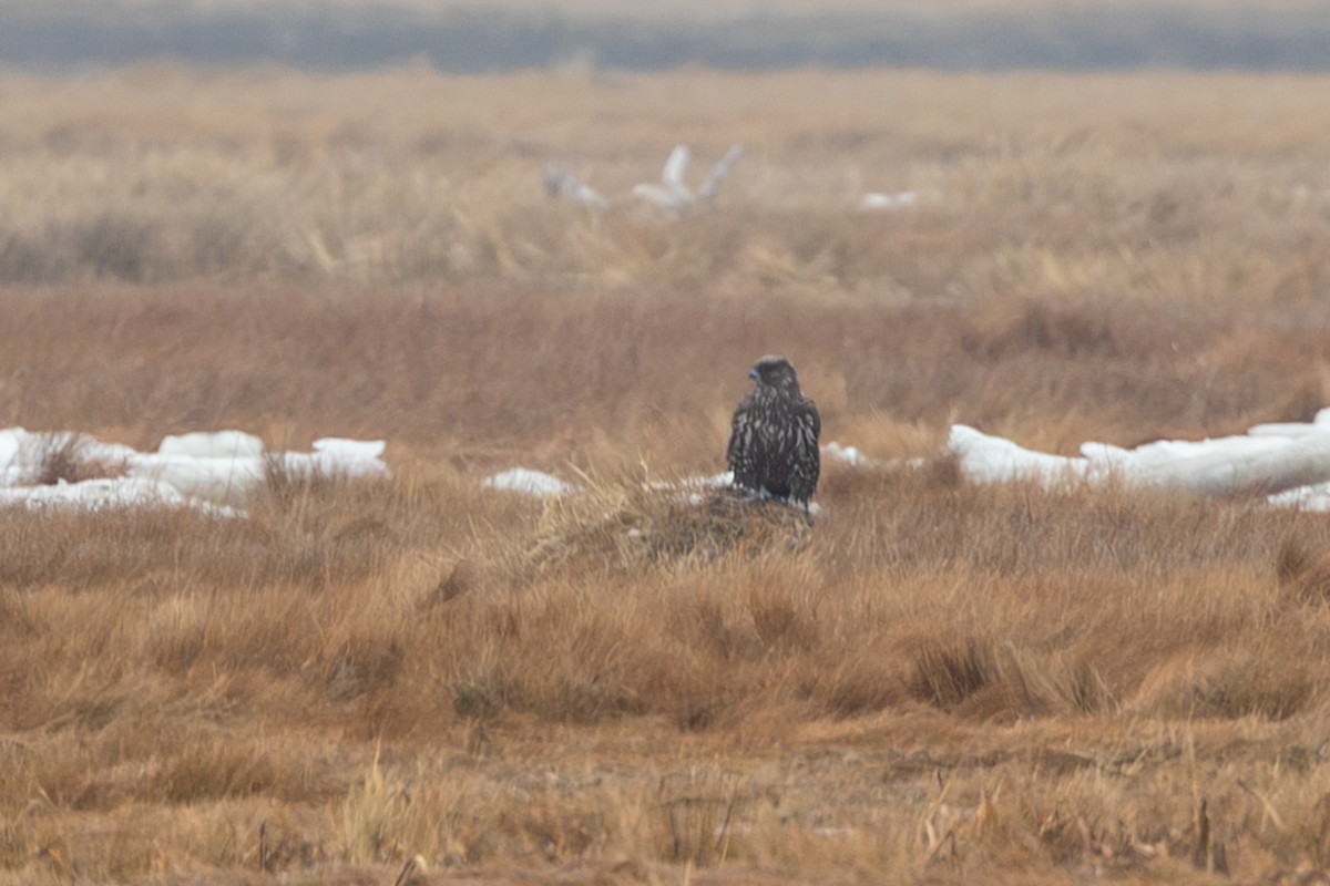 Gyrfalcon - ML641661645