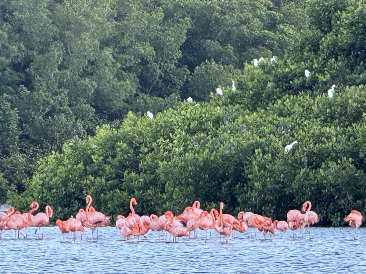 American Flamingo - ML641661647