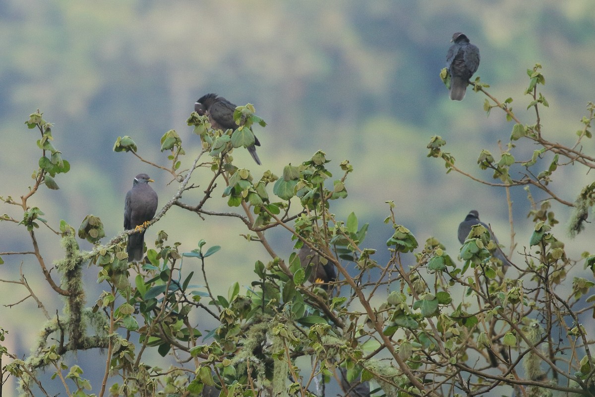 Band-tailed Pigeon (White-necked) - ML641661649