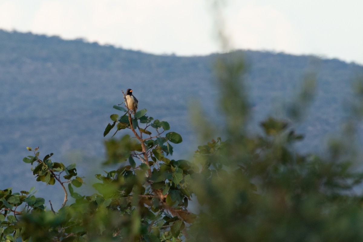 Black-throated Saltator - ML641661650