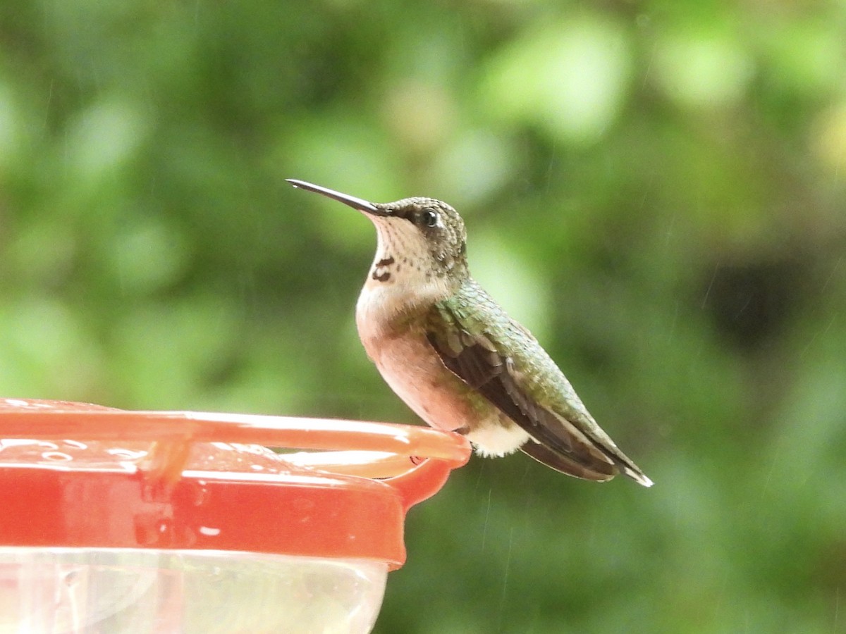 Ruby-throated Hummingbird - ML641661667