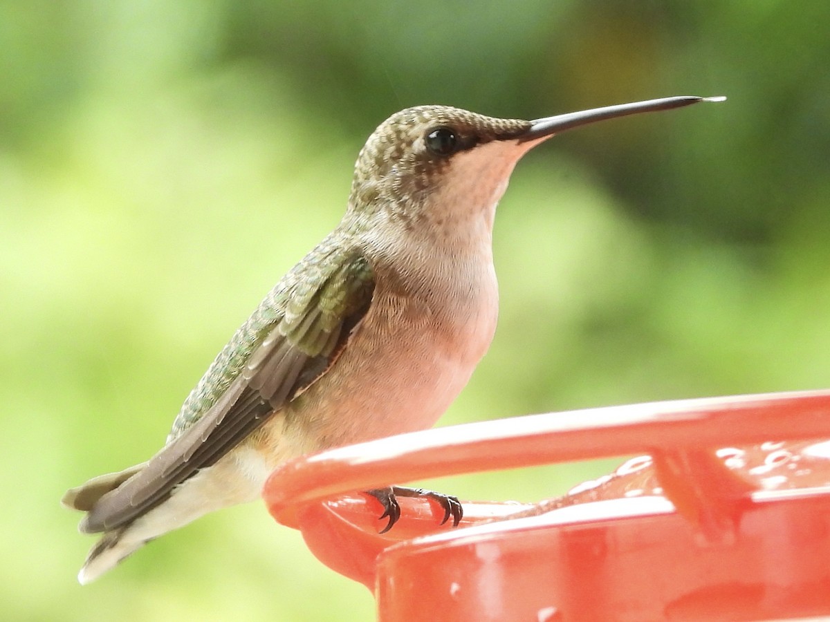 Ruby-throated Hummingbird - ML641661668