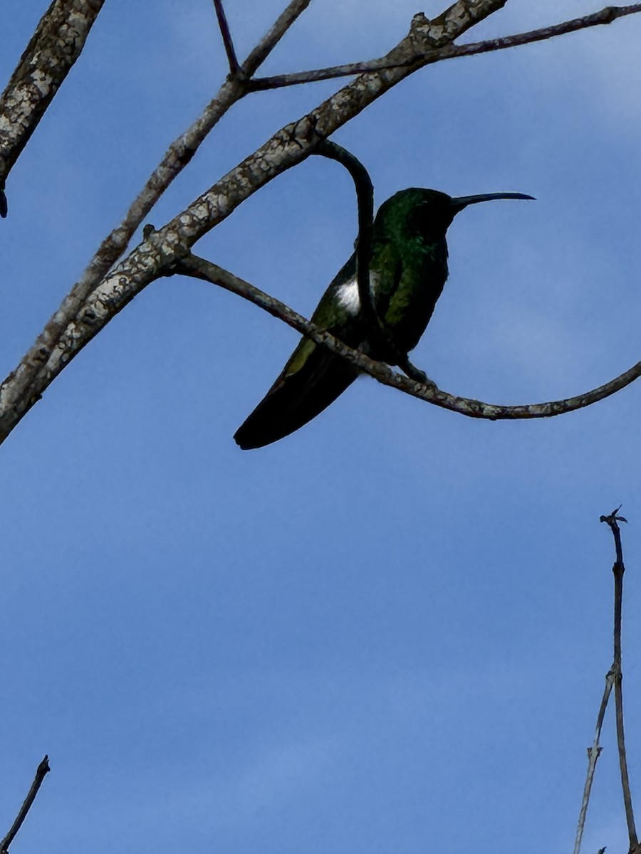 Green-throated Mango - ML641661703