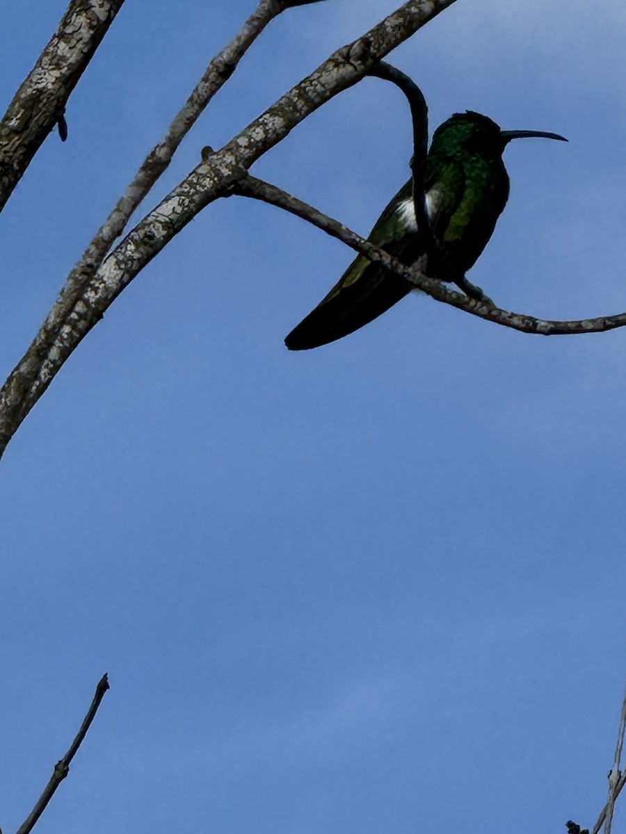 Green-throated Mango - ML641661704