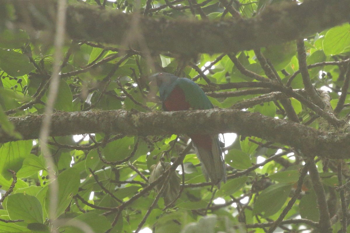 Crested Quetzal - ML641661705