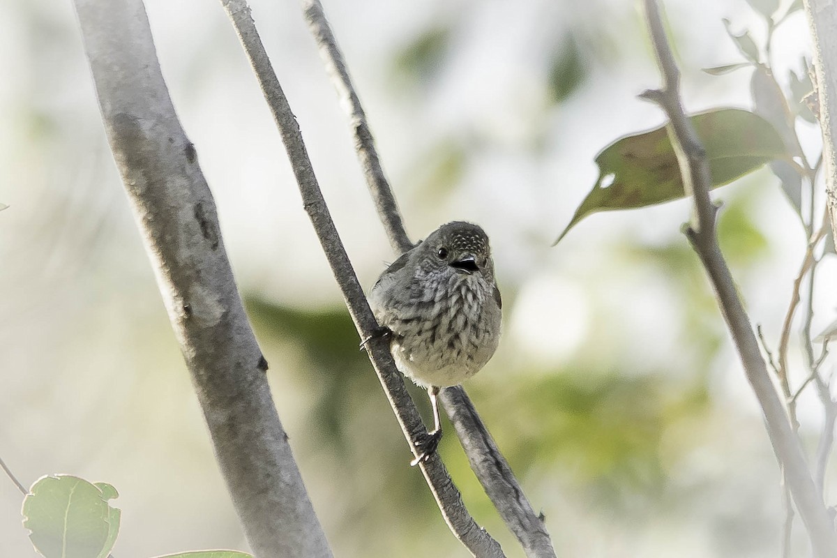 Inland Thornbill - ML64166171