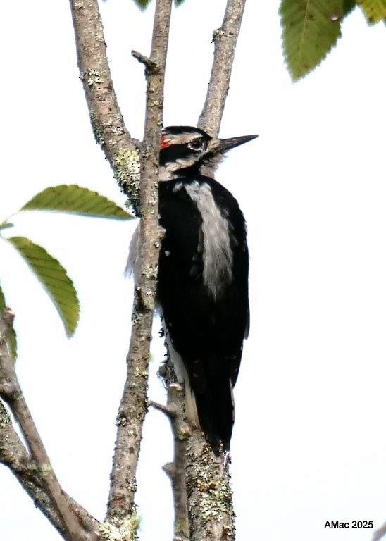 Hairy Woodpecker - ML641661746