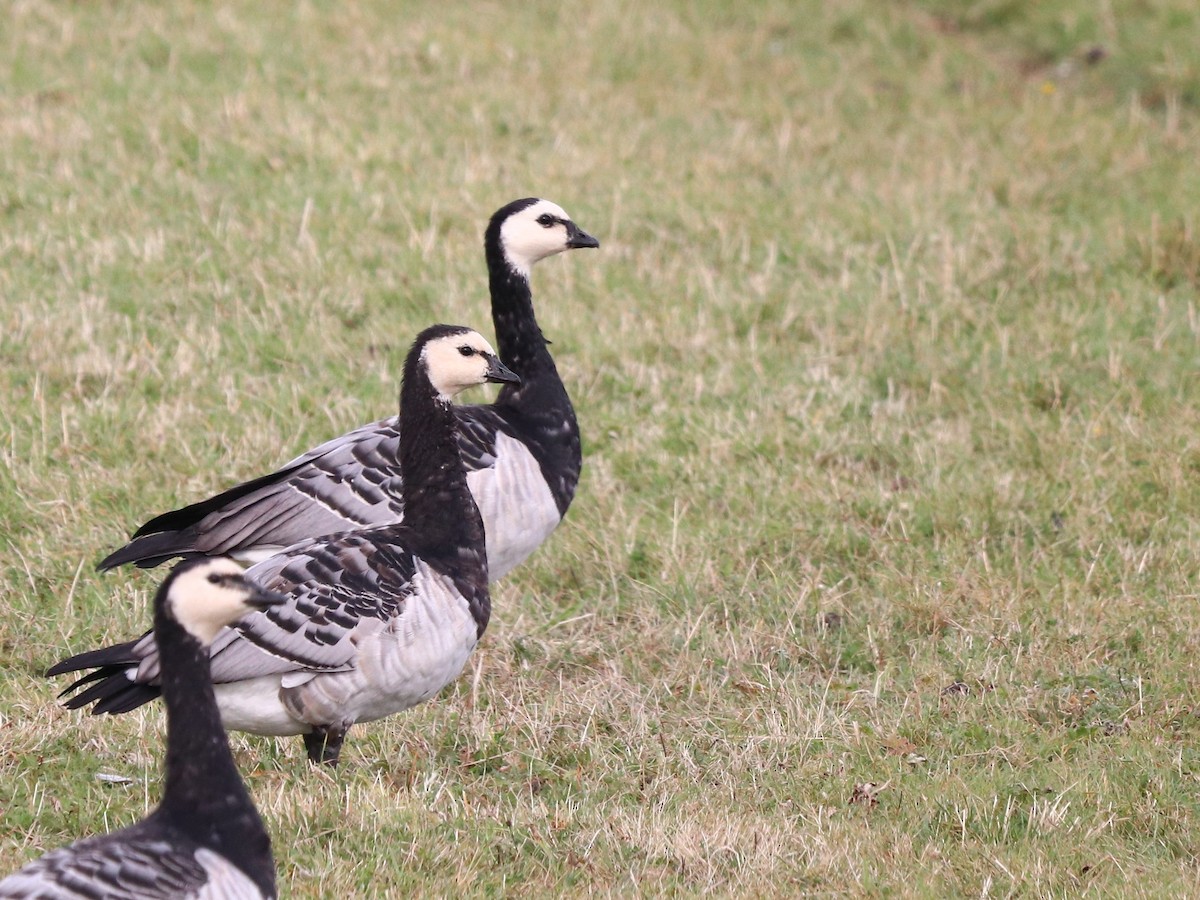 Barnacle Goose - ML641661764
