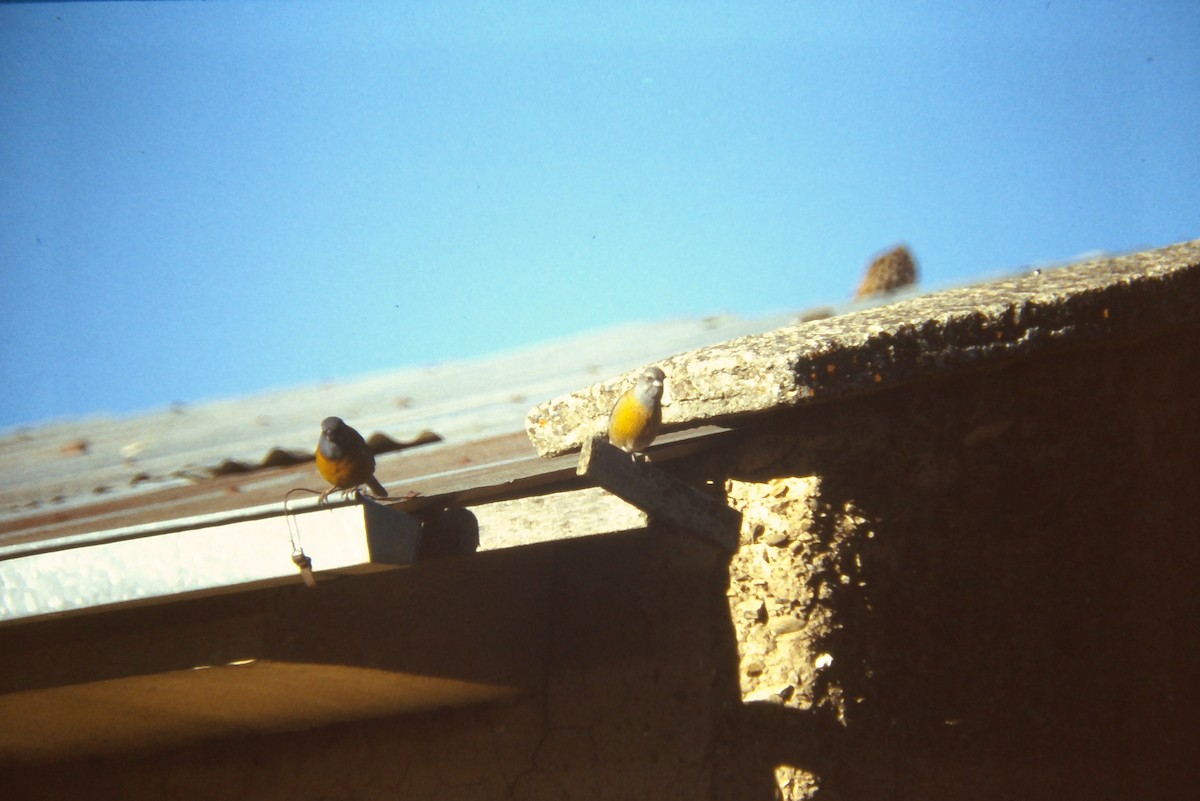 Peruvian Sierra Finch - ML641661768