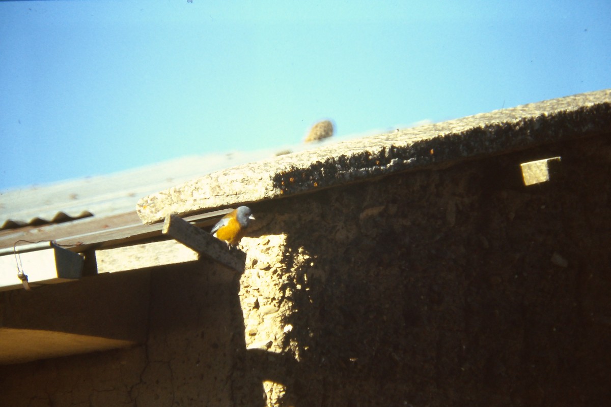 Peruvian Sierra Finch - ML641661769