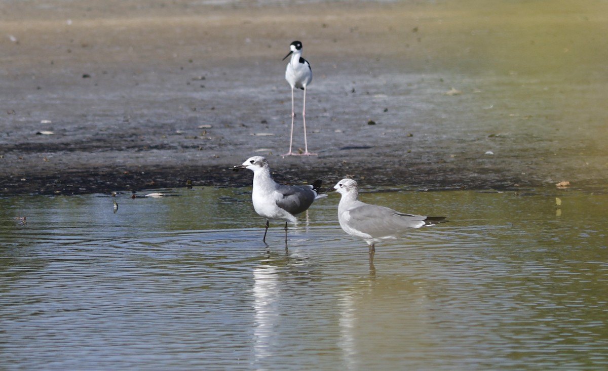 Mouette atricille - ML641661774
