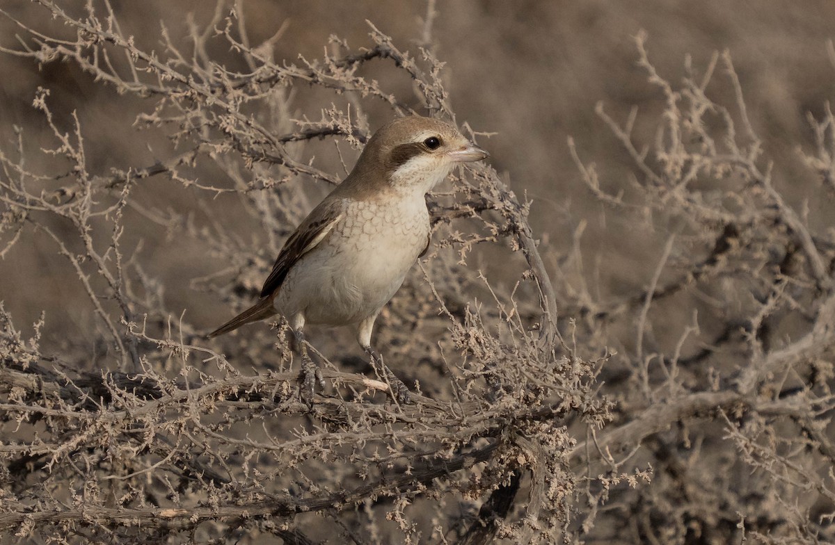 Red-tailed Shrike - ML641661787