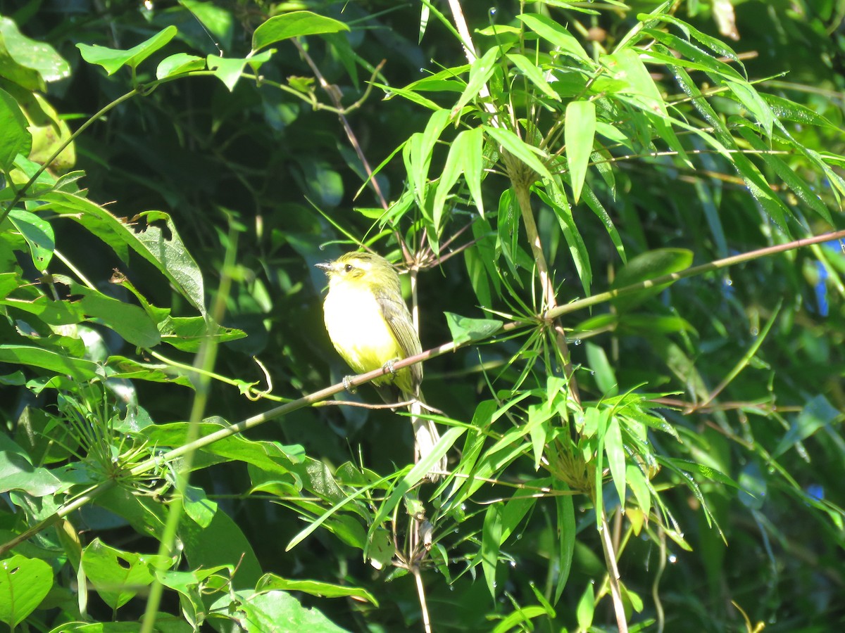 Yellow Tyrannulet - ML641661825
