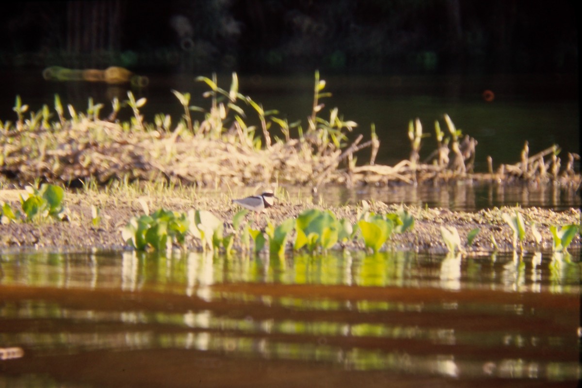 Pied Plover - ML641661830