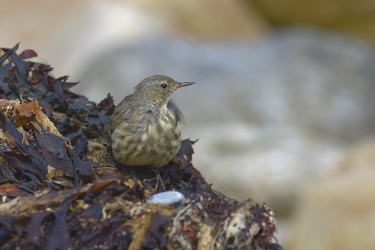 Rock Pipit (Western) - ML641661861