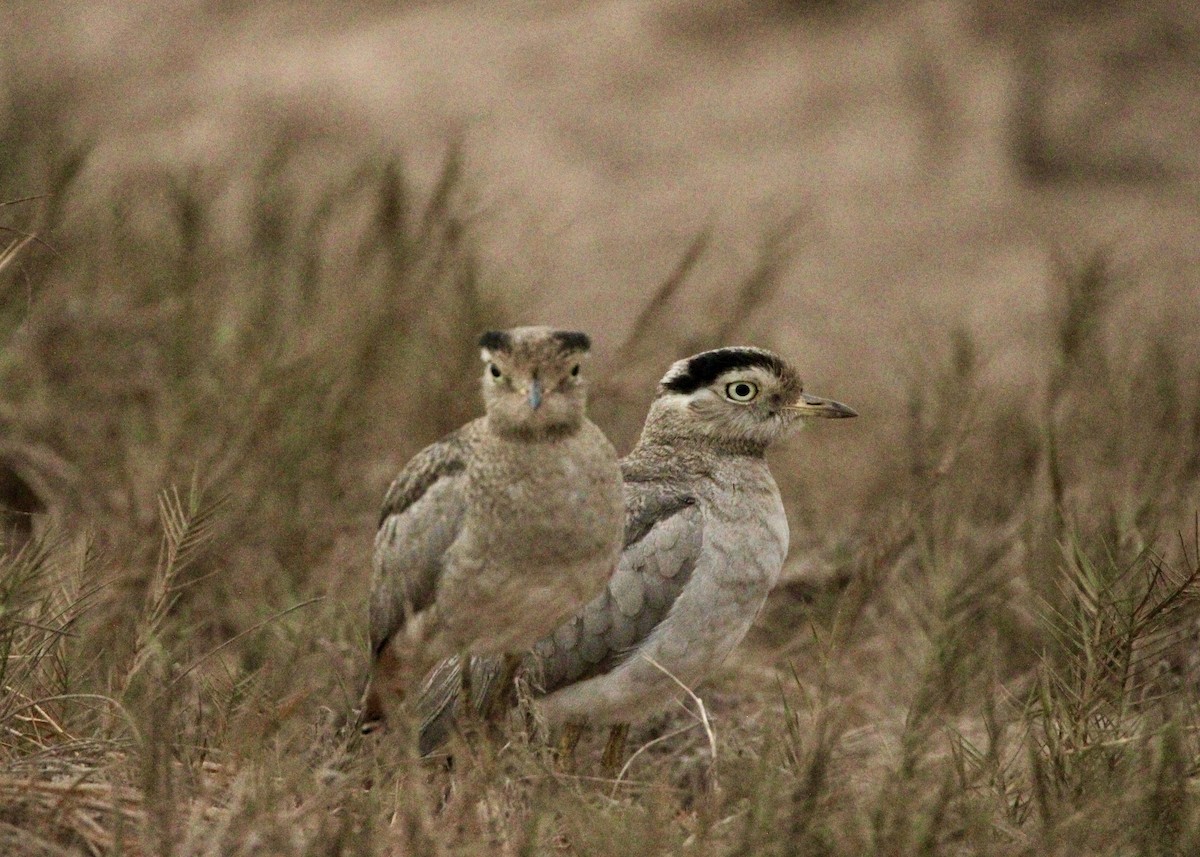 Peru Kocagözü - ML641661876