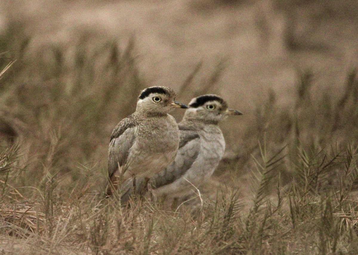 Peru Kocagözü - ML641661877