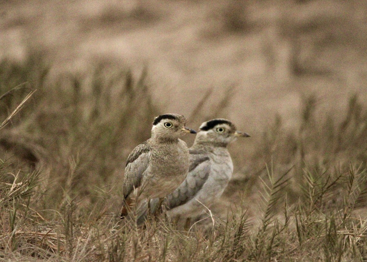 Peru Kocagözü - ML641661878