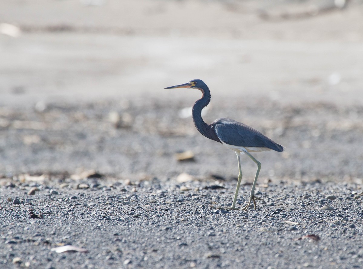 Tricolored Heron - ML641661881