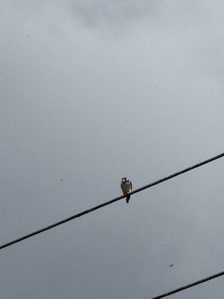 Pearl Kite - ML641661918
