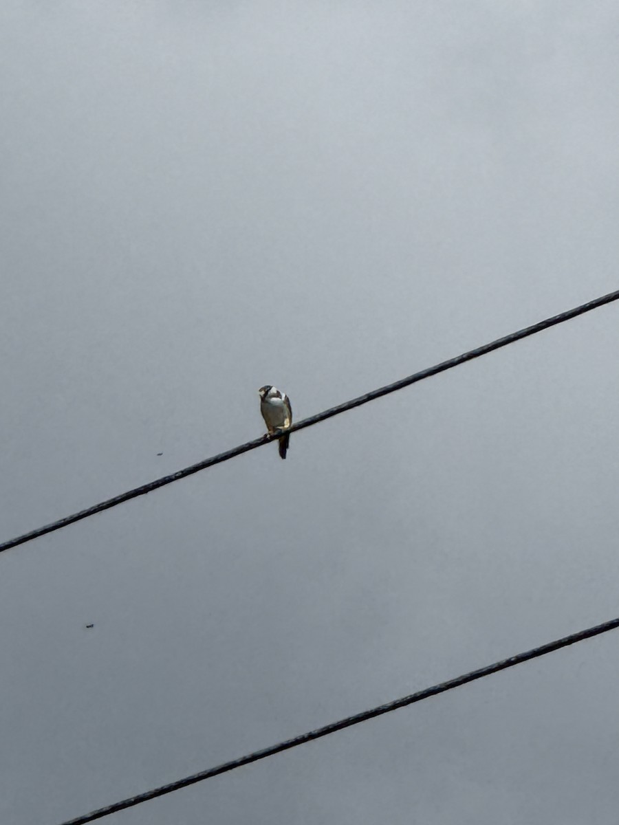 Pearl Kite - ML641661919