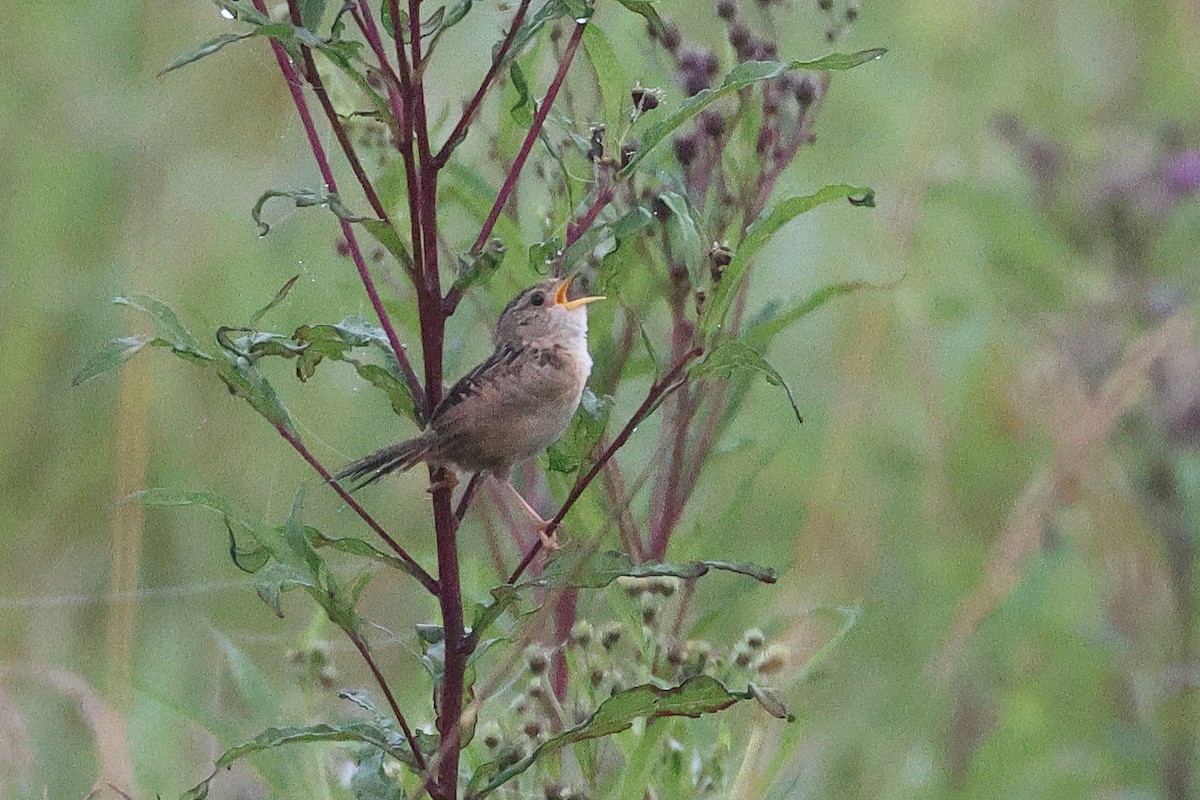 Sedge Wren - ML641661926