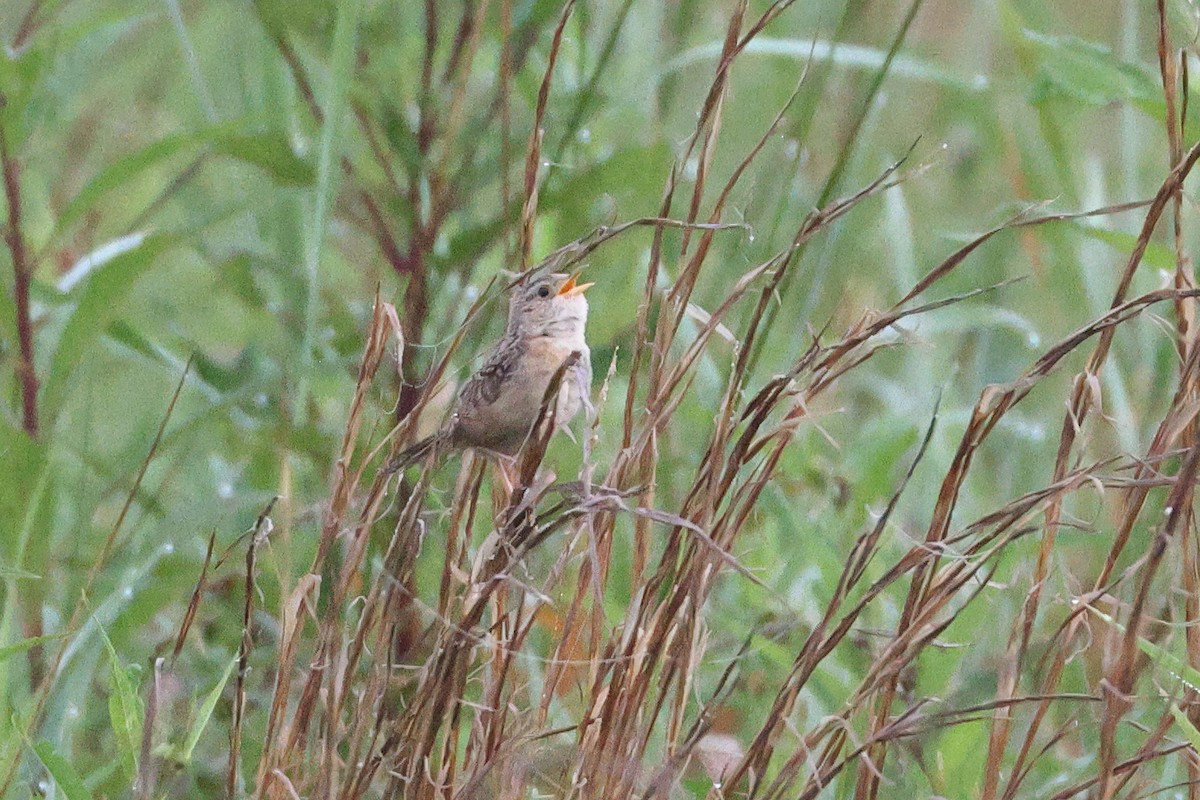 Sedge Wren - ML641661927