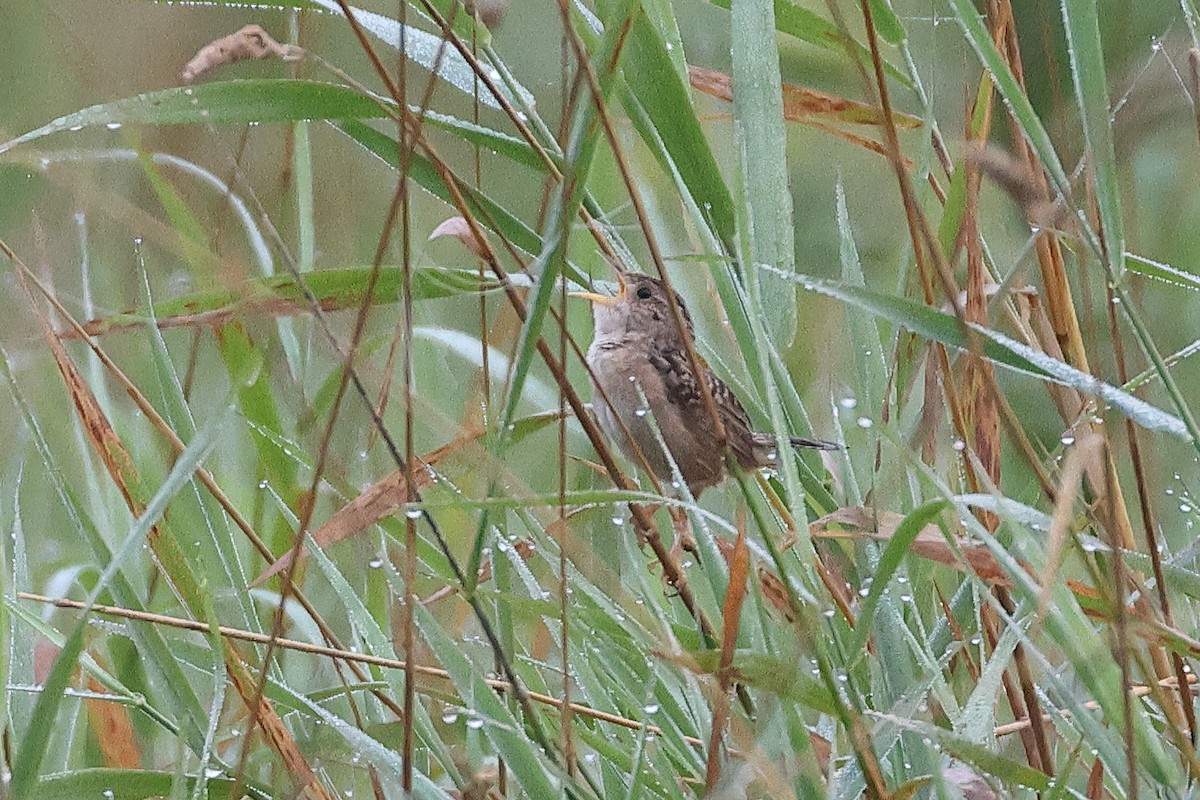 Sedge Wren - ML641661928
