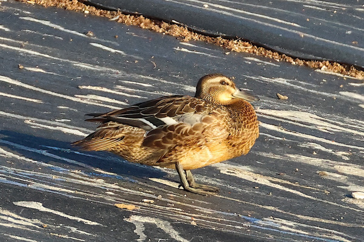 Garganey - ML641661933