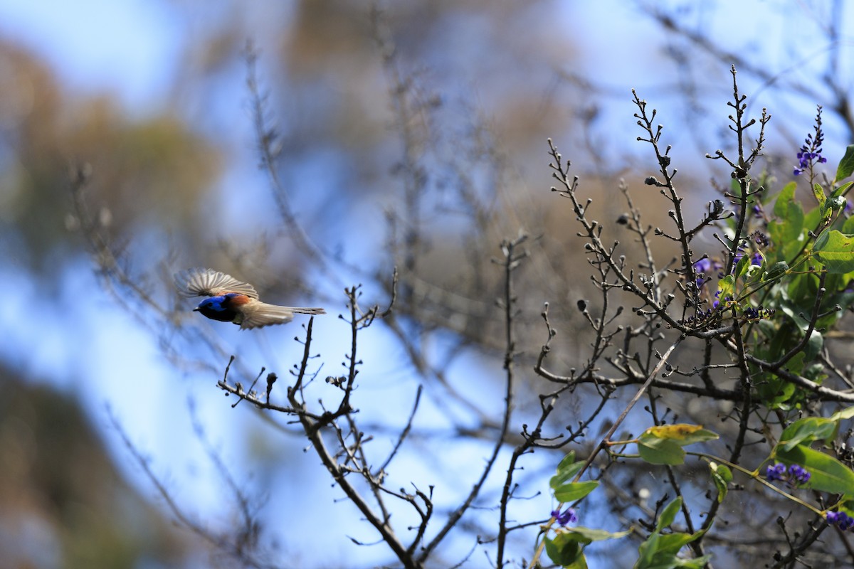 Purple-backed Fairywren - ML641661942