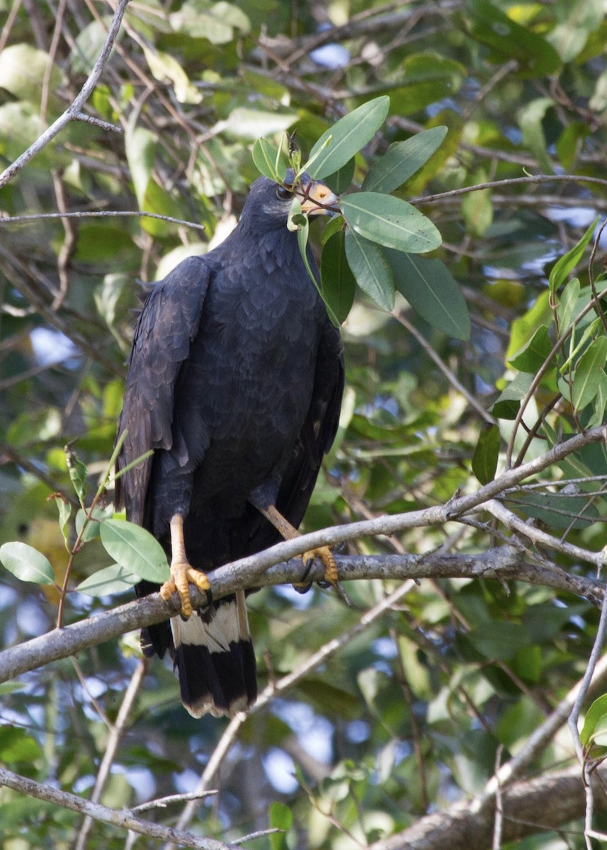 Common Black Hawk - ML641661943