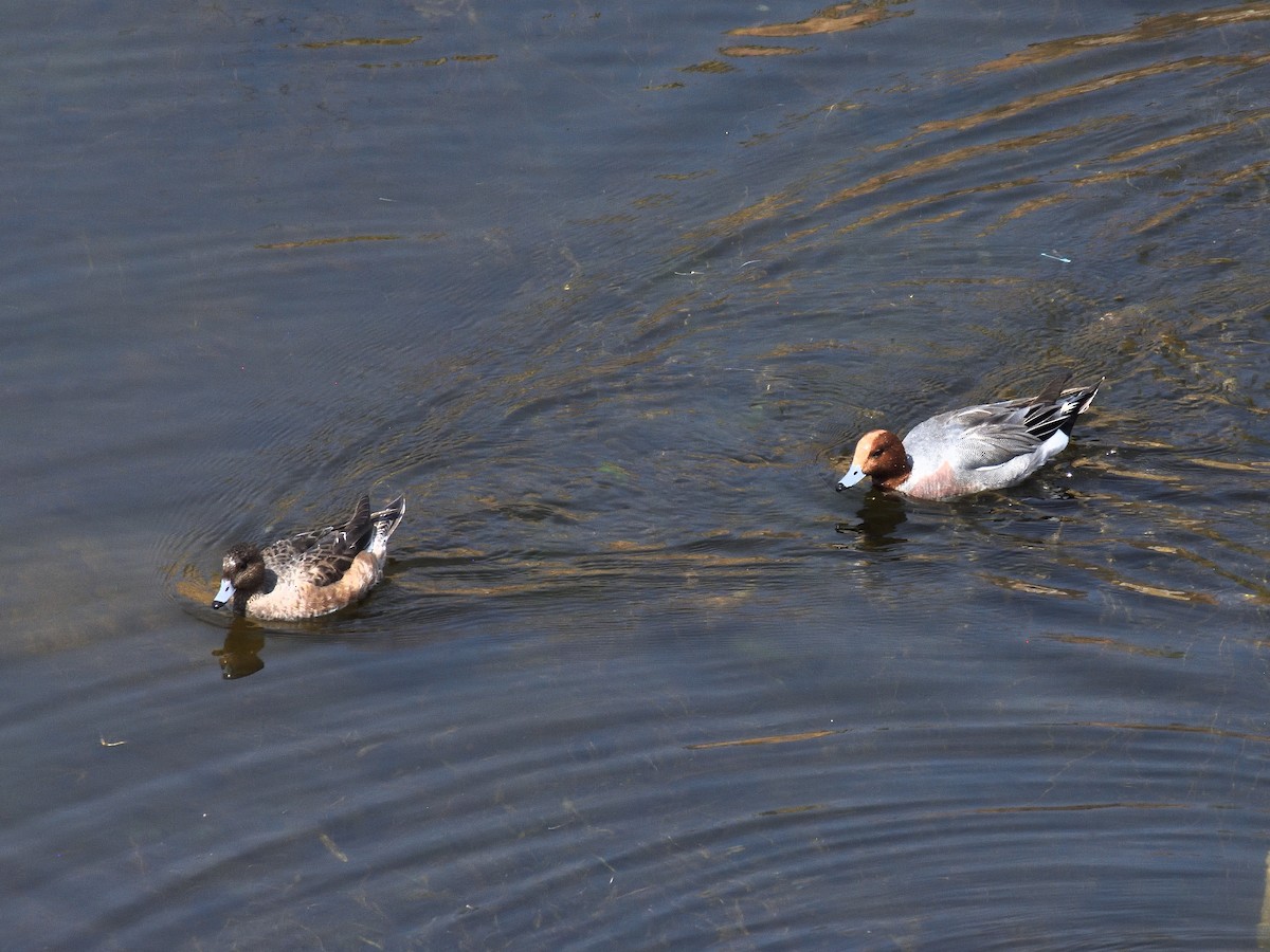 Eurasian Wigeon - ML641661958