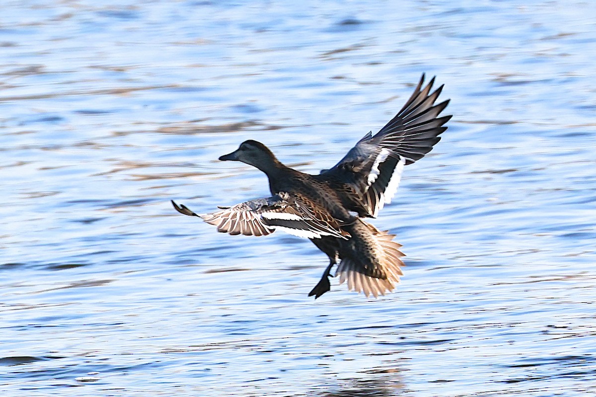 Garganey - ML641661960