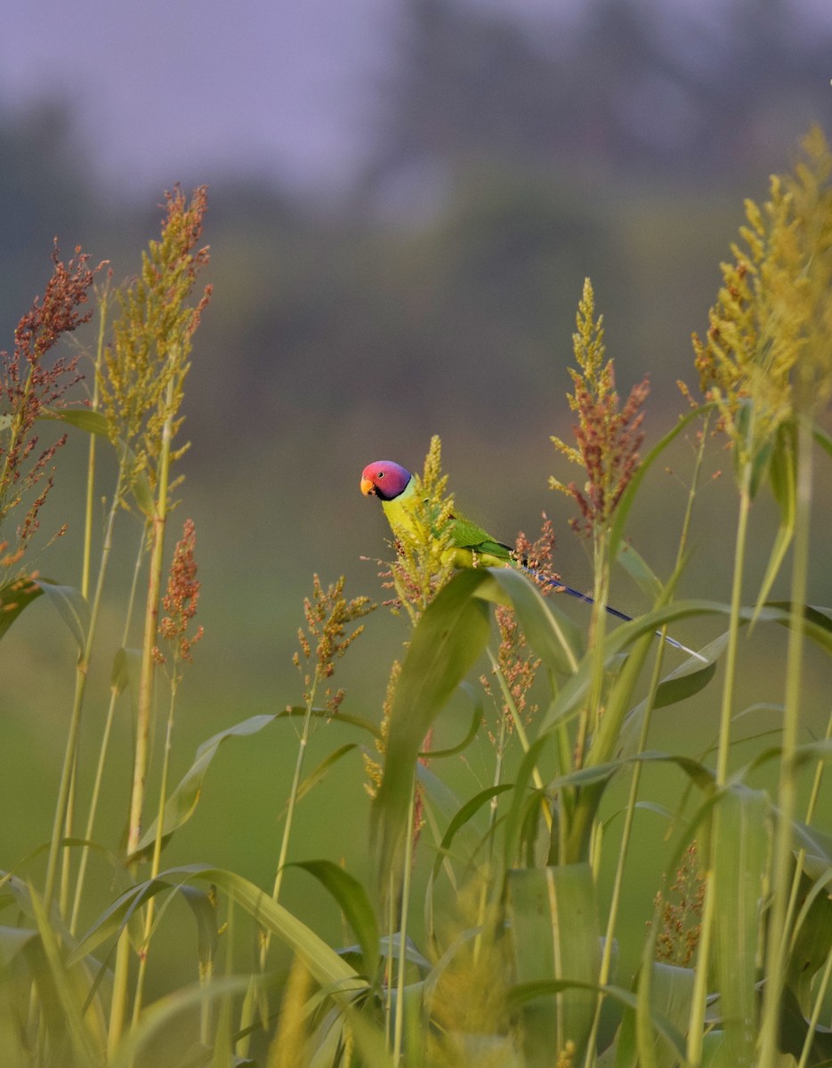 Plum-headed Parakeet - ML641661967