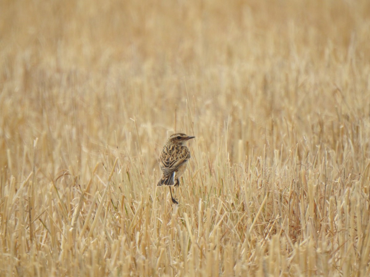 Whinchat - ML641661993