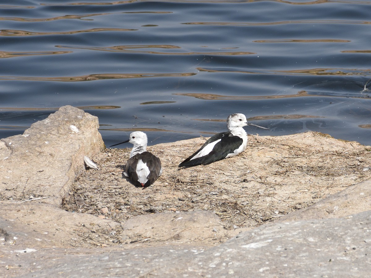 Black-winged Stilt - ML641662002