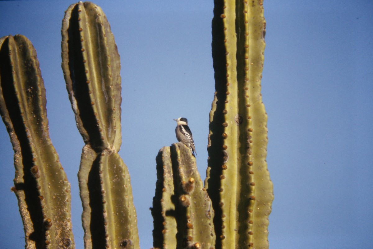 White-fronted Woodpecker - ML641662009