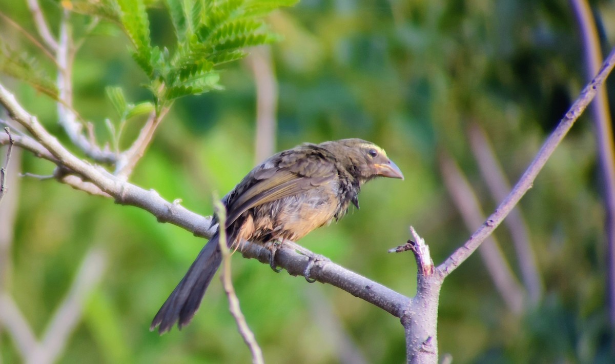 Cinnamon-bellied Saltator - ML641662014