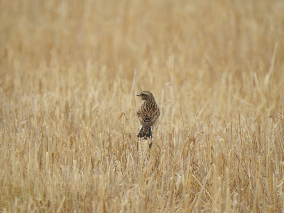 Whinchat - ML641662015