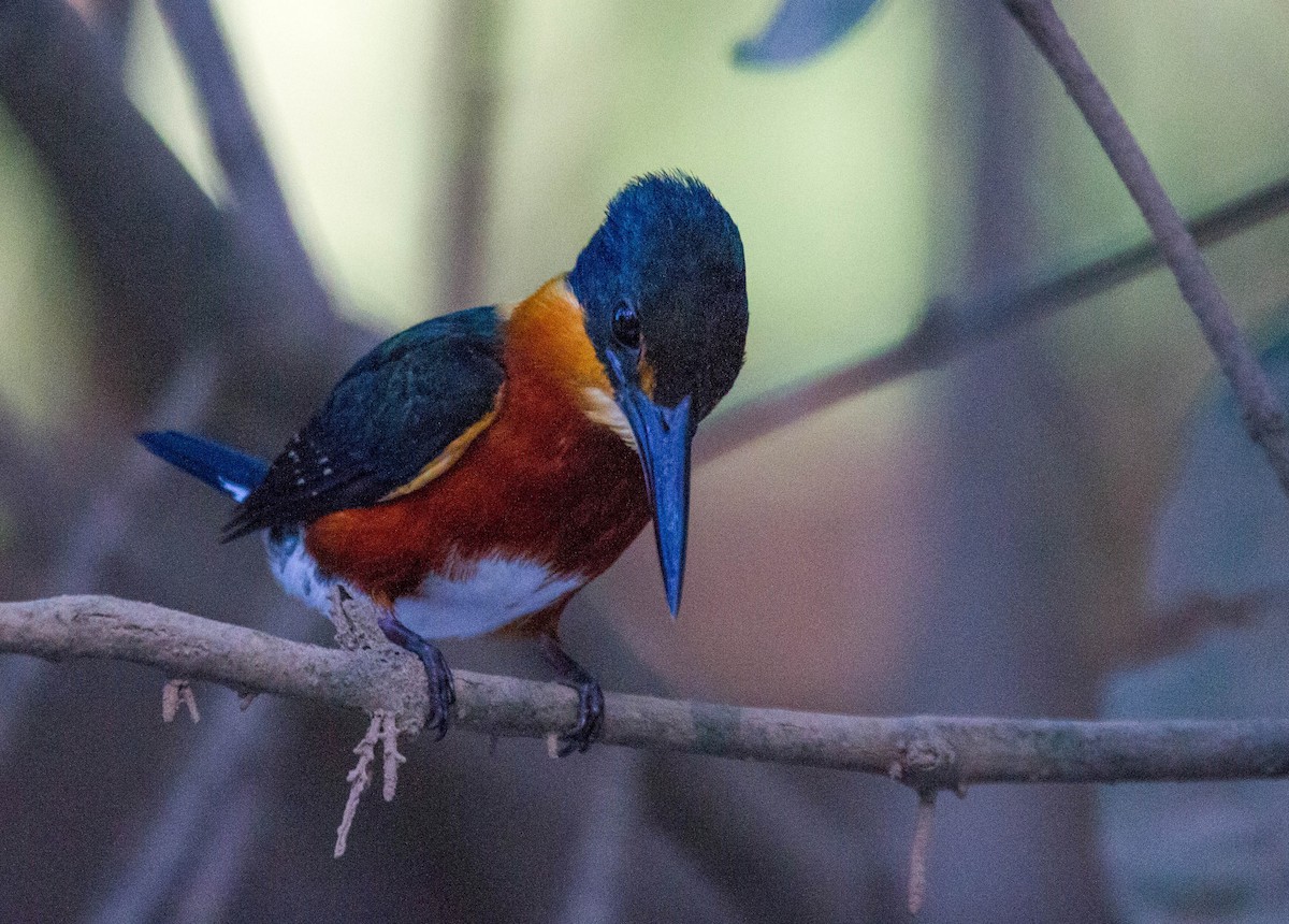 American Pygmy Kingfisher - ML641662043