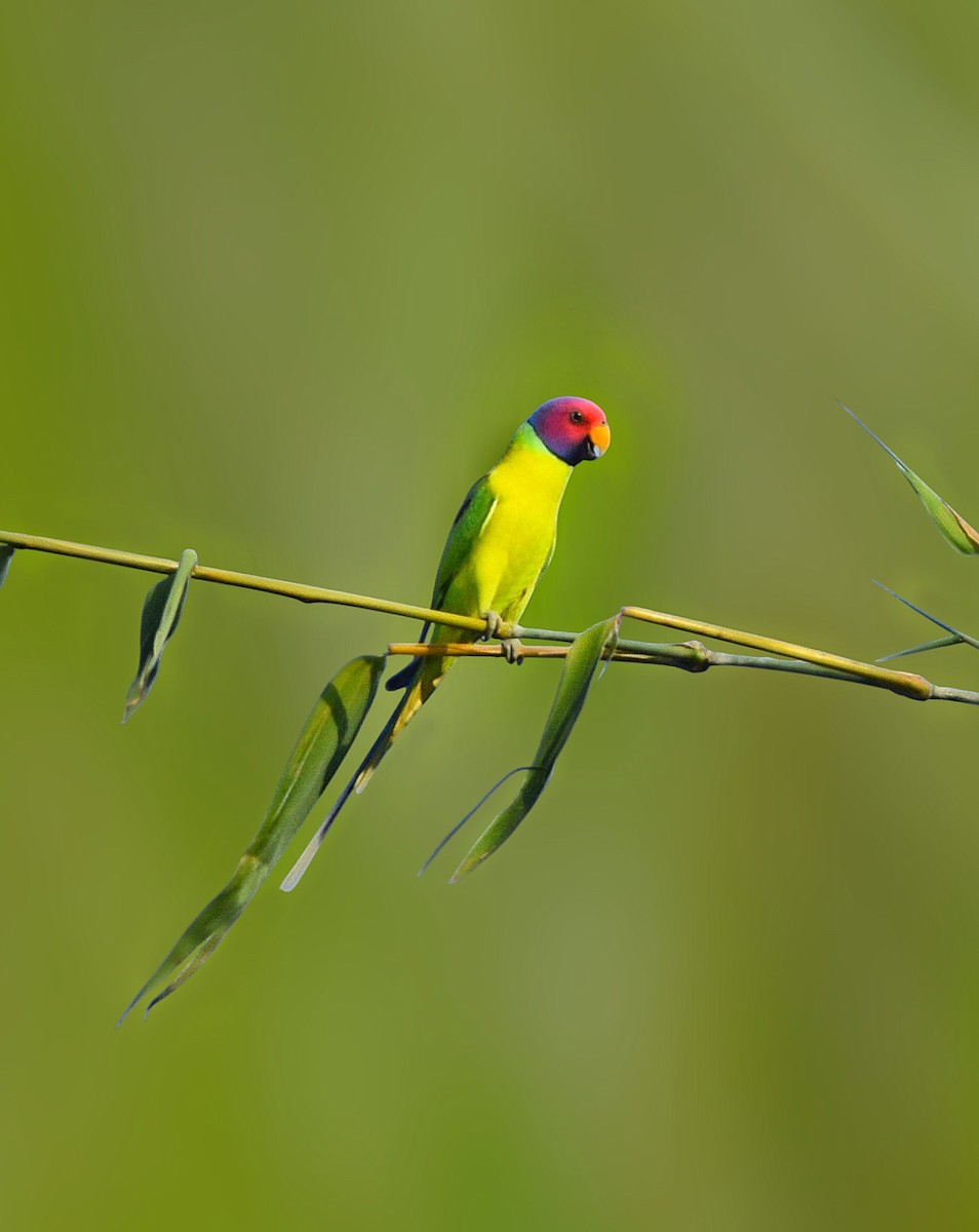 Plum-headed Parakeet - ML641662045