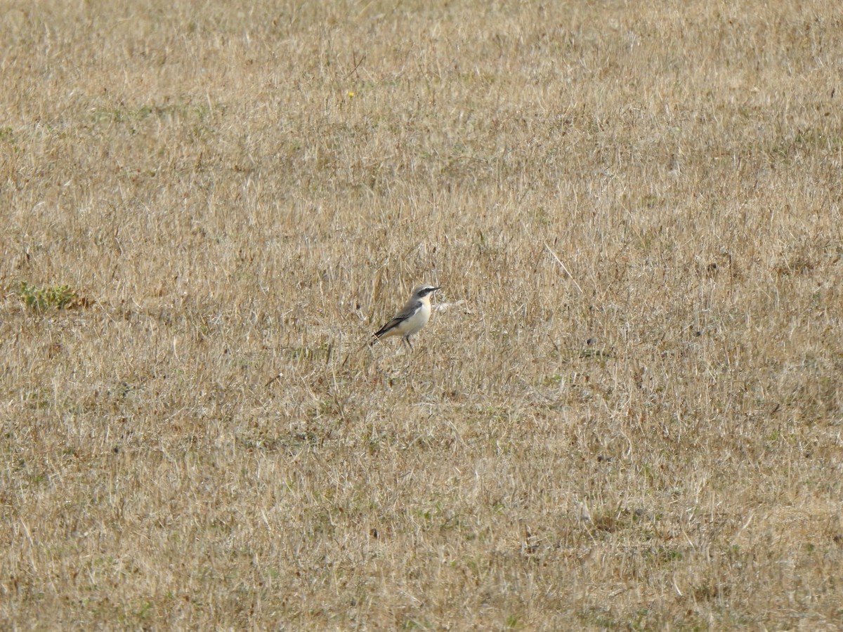 Northern Wheatear - ML641662047