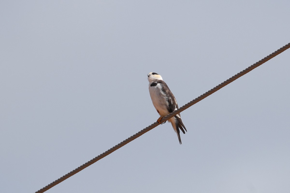 Pearl Kite - ML641662054