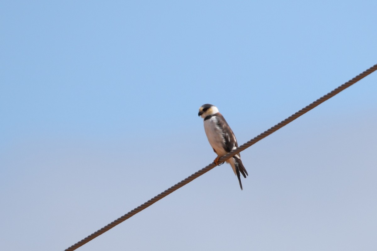 Pearl Kite - ML641662055