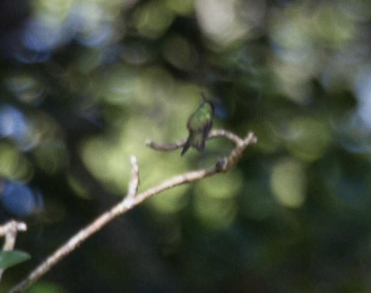 Mangrove Hummingbird - ML641662082