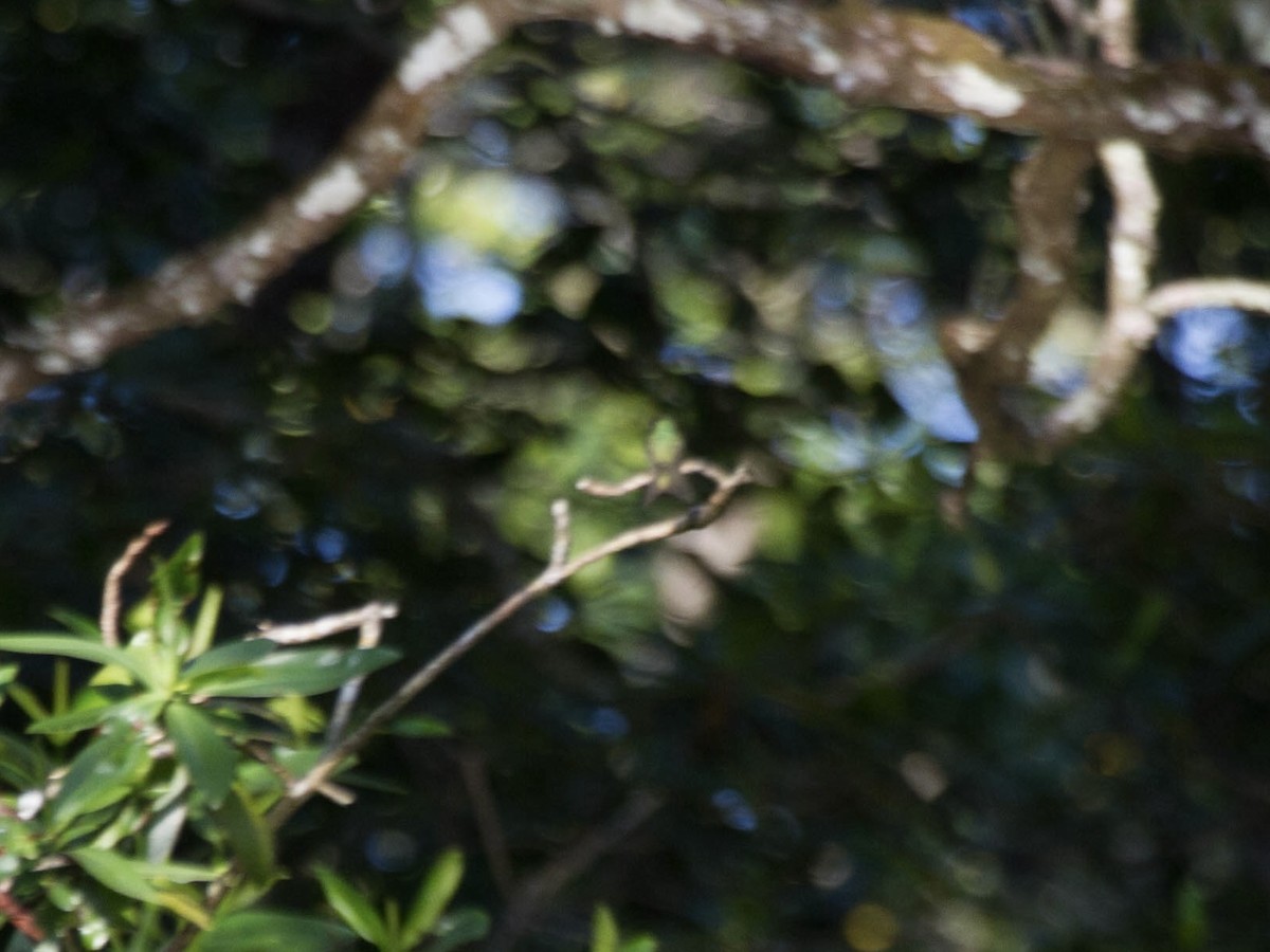 Mangrove Hummingbird - ML641662087