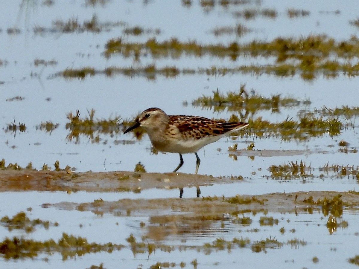 Least Sandpiper - ML641662094